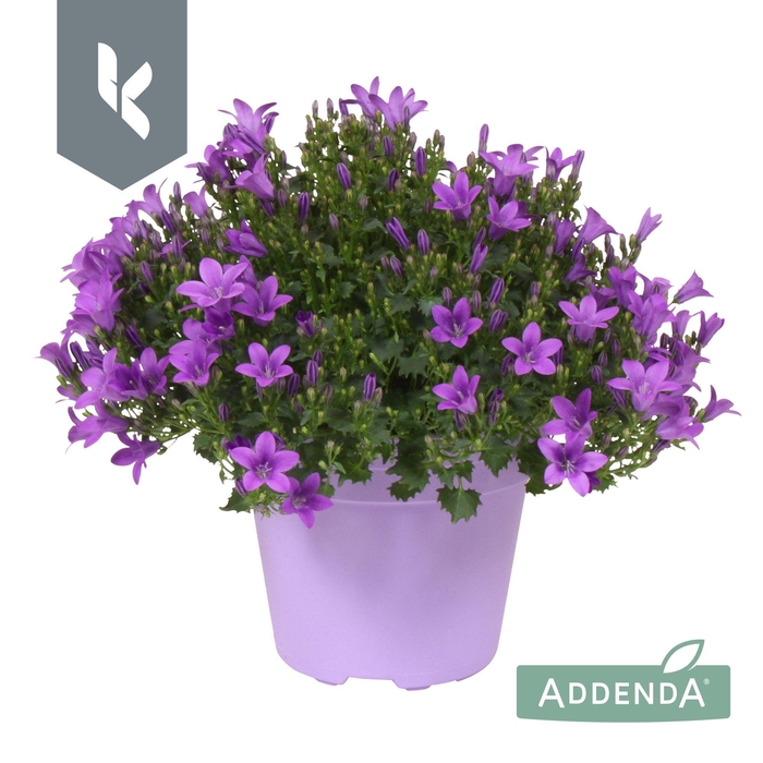 <h4>Campanula Ambella Intens Purple in ton sur ton</h4>