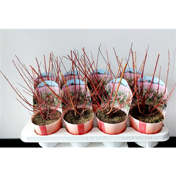 <h4>Salix Flamingo bush p12 potcover</h4>