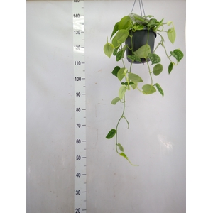 Scindapsus pictus 'Argyraeus'