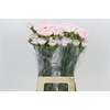 Dianthus St Yukari Cherry