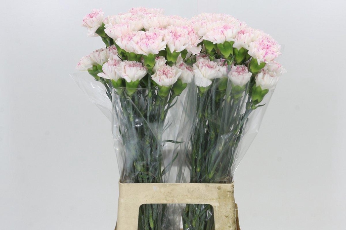 Dianthus St Yukari Cherry