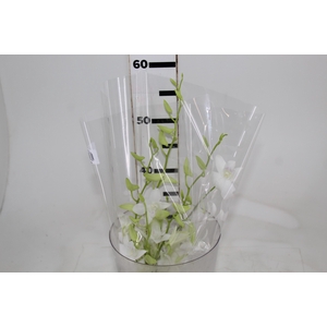 DENPHALAEN MACO MINIMO 30 FLORES