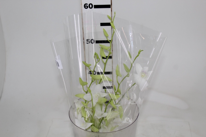 DENPHALAEN MACO MINIMO 30 FLORES