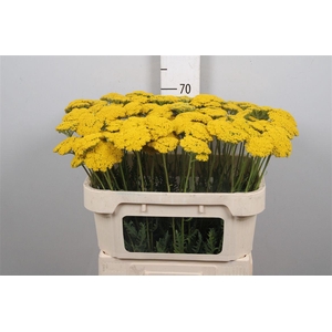 Achil F Parker Variety