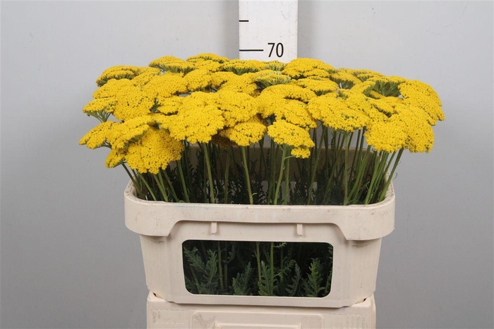 Achil F Parker Variety