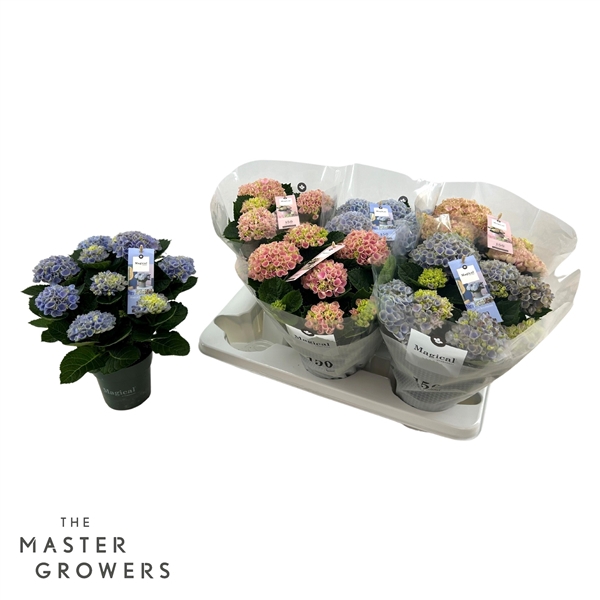 <h4>Hydrangea macr. Magical Revolution 12 cm Mix 5-6 Bloem</h4>