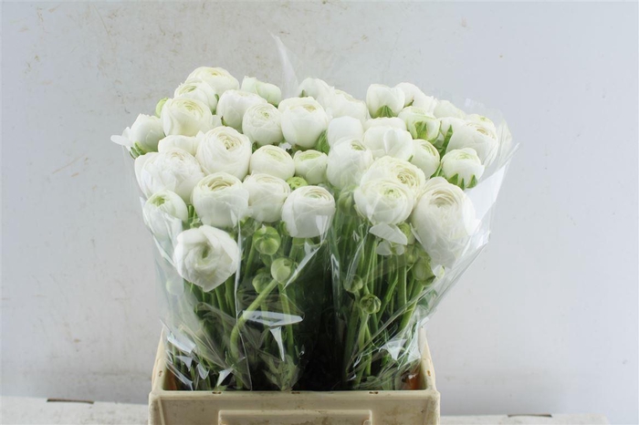 <h4>Ran Aazur White</h4>