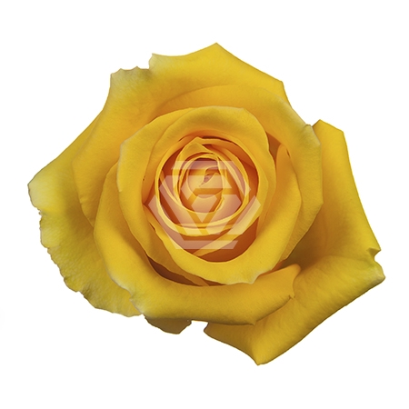 <h4>R GR LIGHTHOUSE</h4>