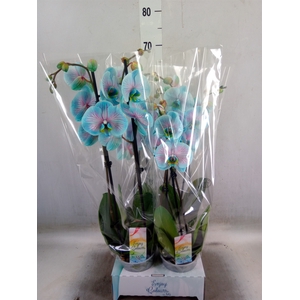 Phalaenopsis   ...