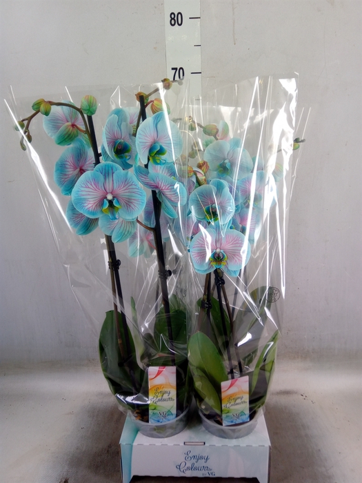 <h4>Phalaenopsis   ...</h4>