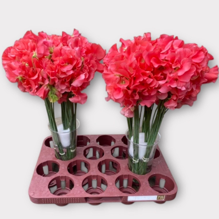 <h4>LATHYR ROM CORAL</h4>