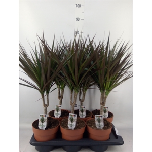 Dracaena marg. 'Magenta'