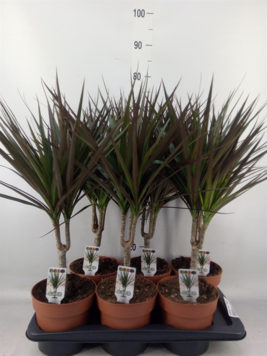 <h4>Dracaena marg. 'Magenta'</h4>
