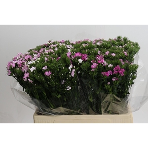 Dianthus Br Amazon Rose Magic