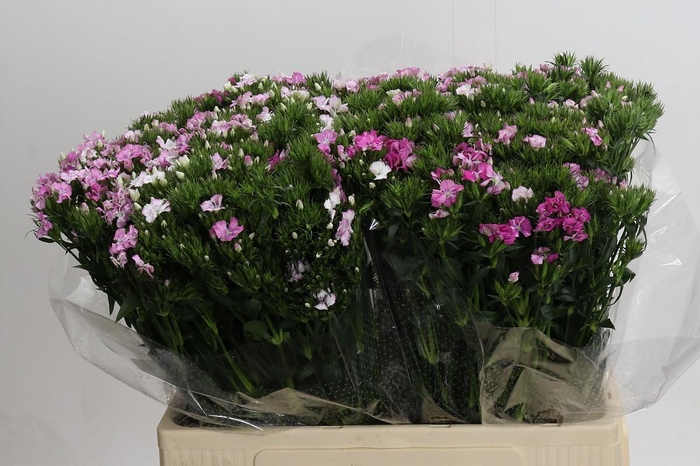 <h4>Dianthus Br Amazon Rose Magic</h4>