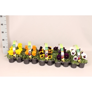 Viola wittrockiana Sixpack F1 Divers op kleur in overleg