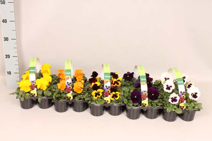 <h4>Viola wittrockiana Sixpack F1 Divers op kleur in overleg</h4>