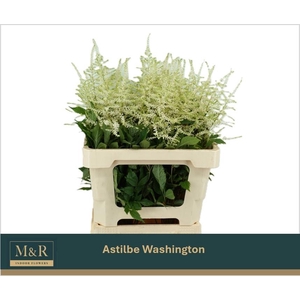 ASTIL JA WASHINGTON
