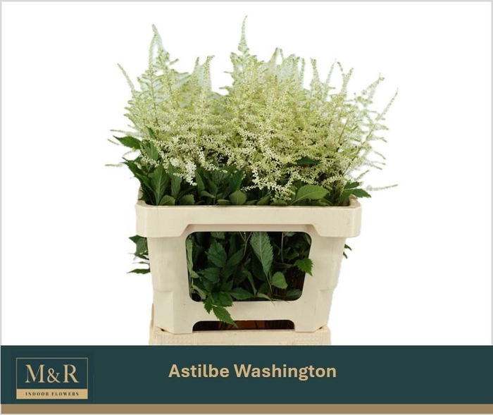 <h4>ASTIL JA WASHINGTON</h4>