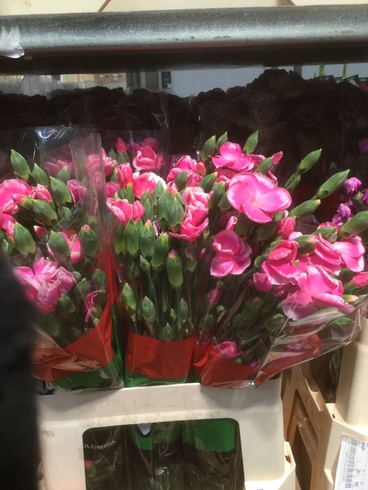 DI TR SIMPLY CHERRY EXTRA