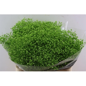 Gyps Grof Apple Green (dip)