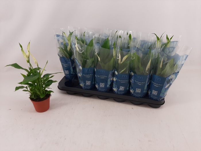 <h4>SPATH CHOPIN</h4>