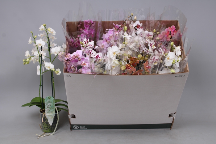 <h4>PHAL MF GEM 5 KL</h4>