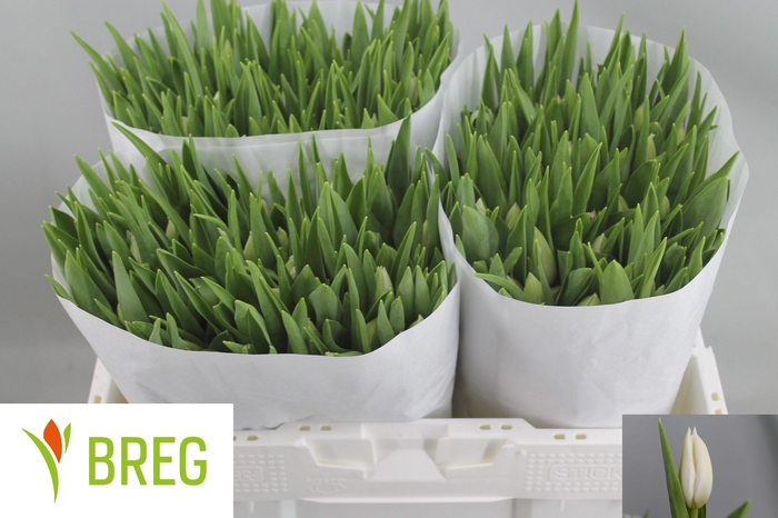 <h4>TU EN POLAR BEAR</h4>