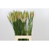 Nerine Vesta K