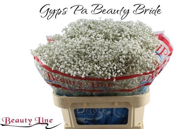 <h4>GYPS PA BEAUTY BRIDE</h4>