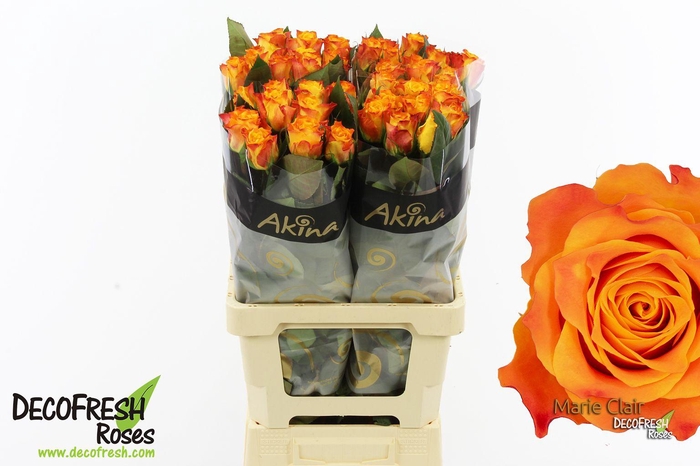 <h4>R Gr Marie Claire</h4>