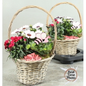 ARR TUINPLANTEN