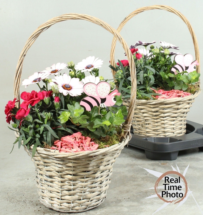 <h4>ARR TUINPLANTEN</h4>