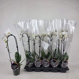 PHAL EL CASCADE