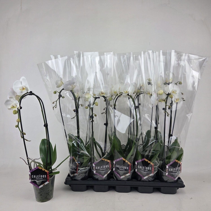 <h4>PHAL EL CASCADE</h4>