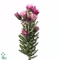 PHAENOCOMA PROLIFERA