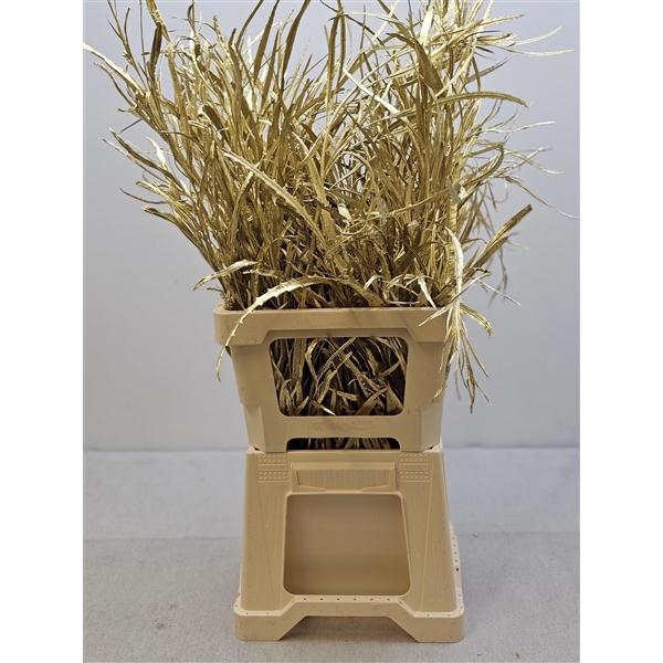 <h4>EUC GREVILLEA PB VERF GOUD</h4>