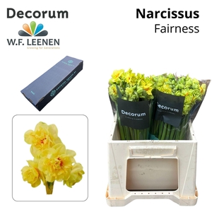 Narc Fairness Small Box 100