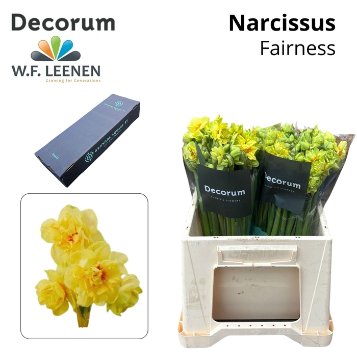 <h4>Narc Fairness Small Box 100</h4>