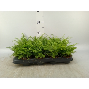 Nephrolepis exal. 'Green Fantasy'