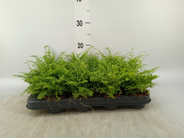 <h4>Nephrolepis exal. 'Green Fantasy'</h4>