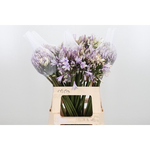 Agapanthus Kl Bh Milka
