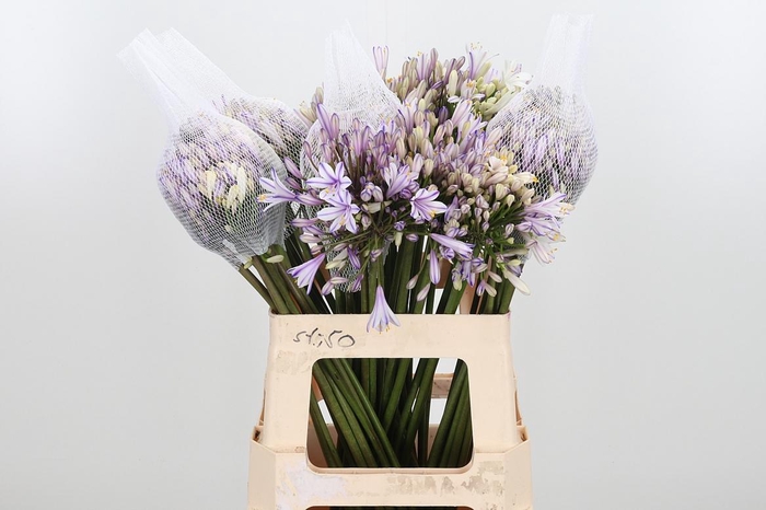 <h4>Agapanthus Kl Bh Milka</h4>