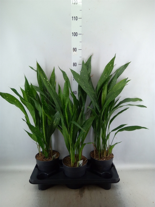 <h4>Aspidistra elat.</h4>