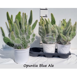 OPUNTIA