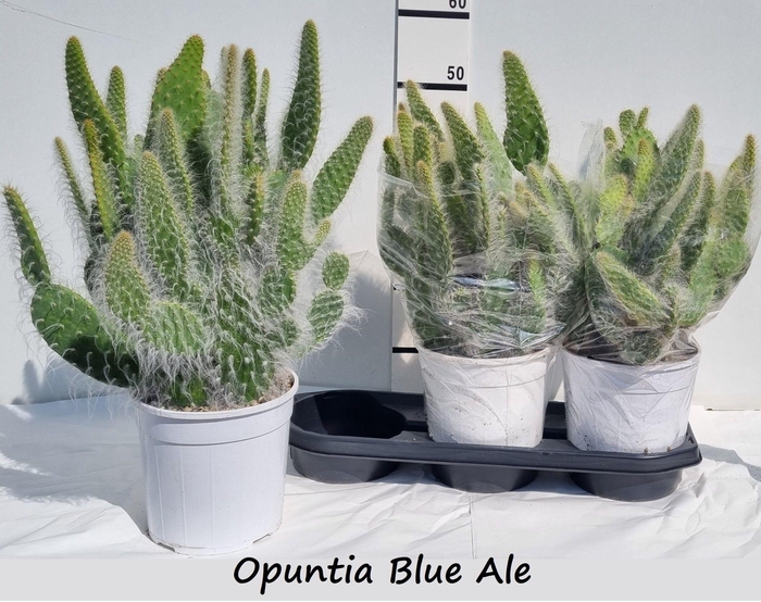 <h4>OPUNTIA</h4>