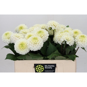 Dahlia Caro