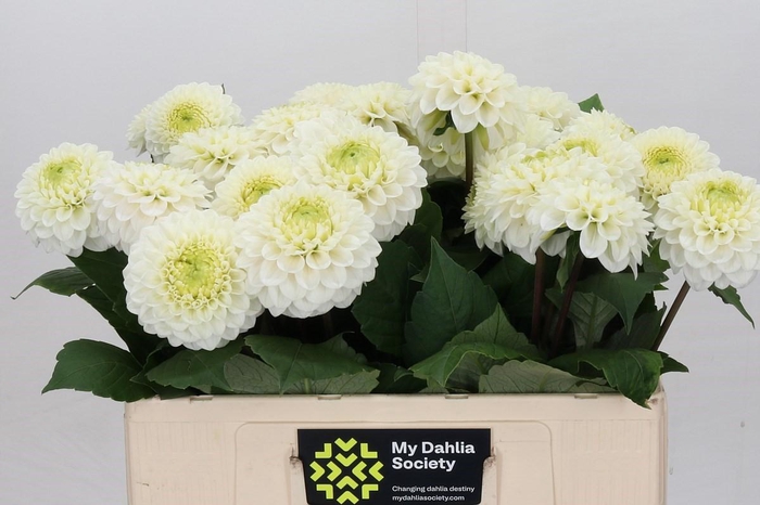 <h4>Dahlia Caro</h4>