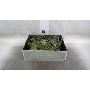 Tillandsia