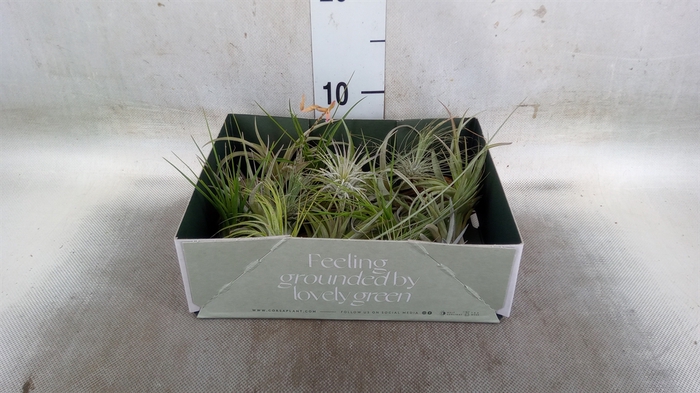 <h4>Tillandsia</h4>